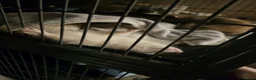 Ferret rodents for sale: Silver ferret - Advert 2