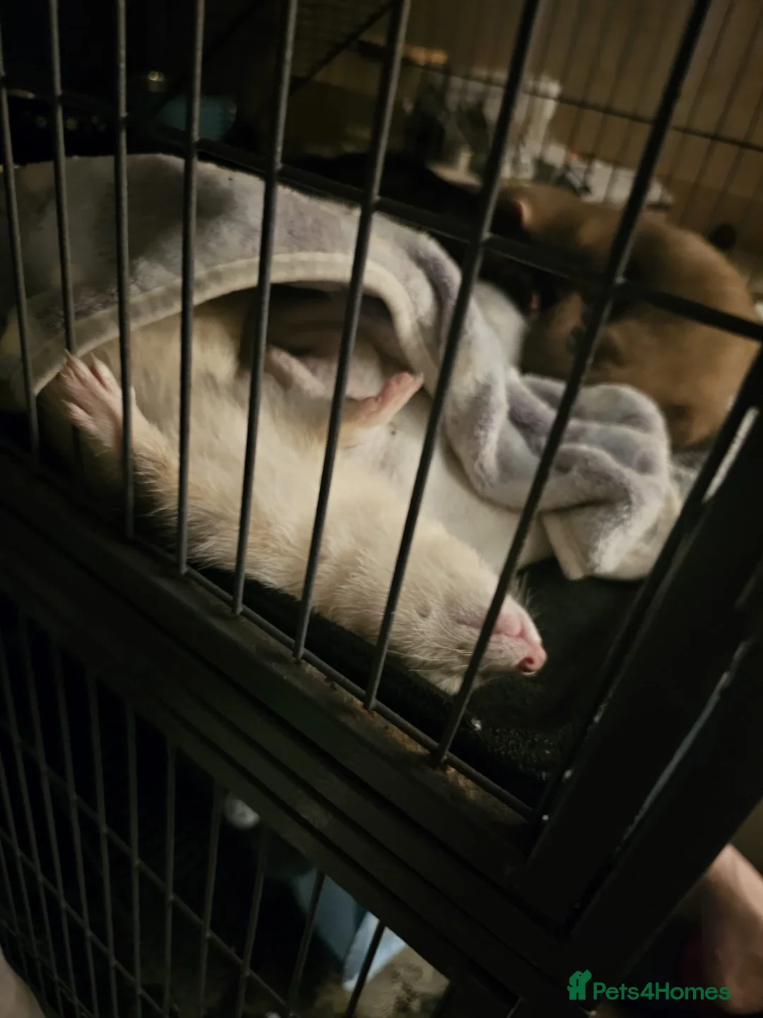 Ferret rodents for sale: Silver ferret - Advert 2