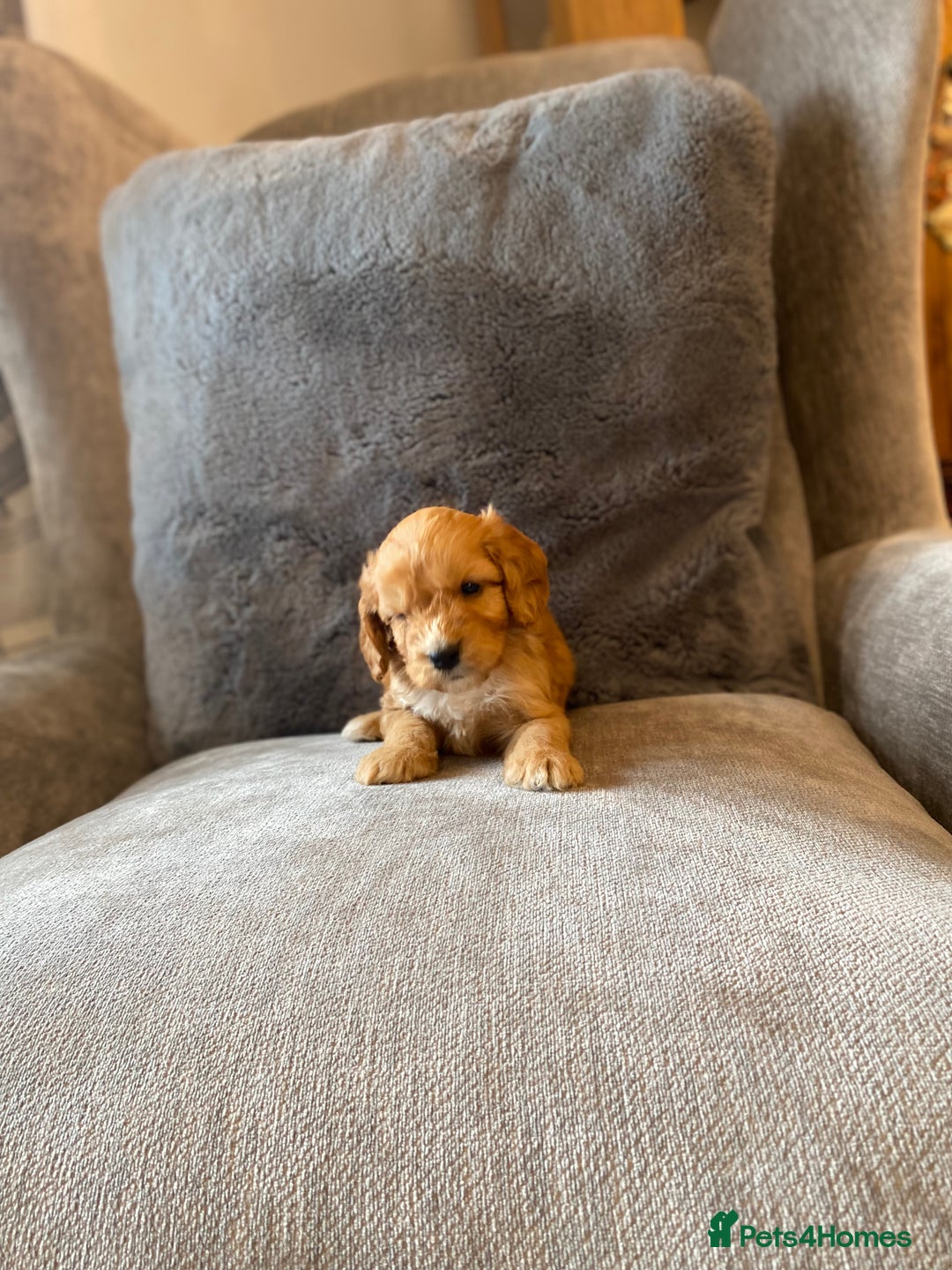 Cockapoo dogs for sale: Beautiful cockapoo - Image 7