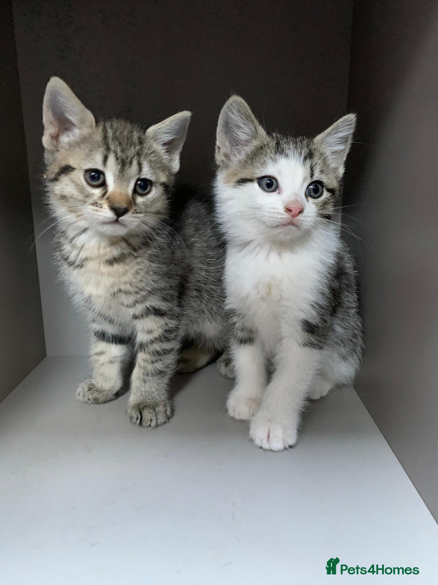 Mixed Breed cats Three female British Tabby kittens  - Advert 3