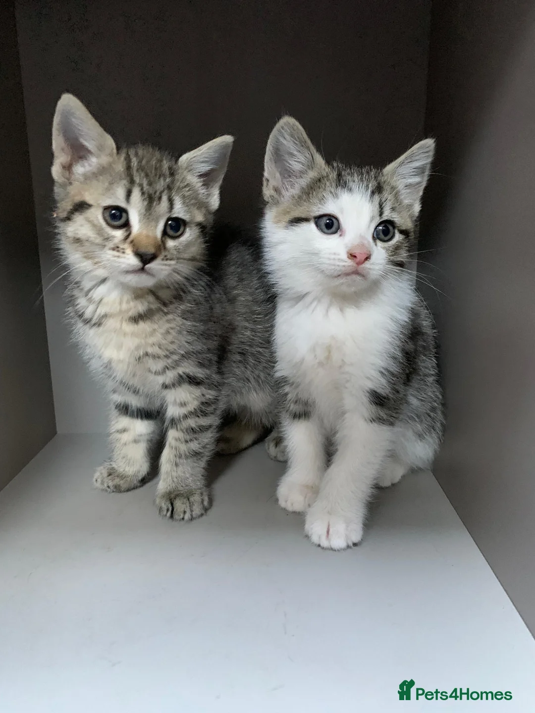 Mixed Breed cats for sale: Three female British Tabby kittens  - Advert 1