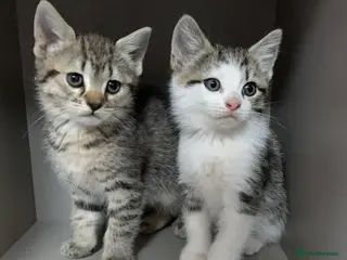 Mixed Breed cats Three female British Tabby kittens - Advert 12