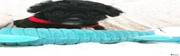Jackapoo dogs for sale: 7 Beautiful Jackapoo puppies  - Advert 15