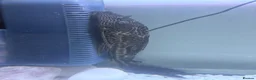 Plecos fish for sale: pleco fish urgently rehome - Advert 5