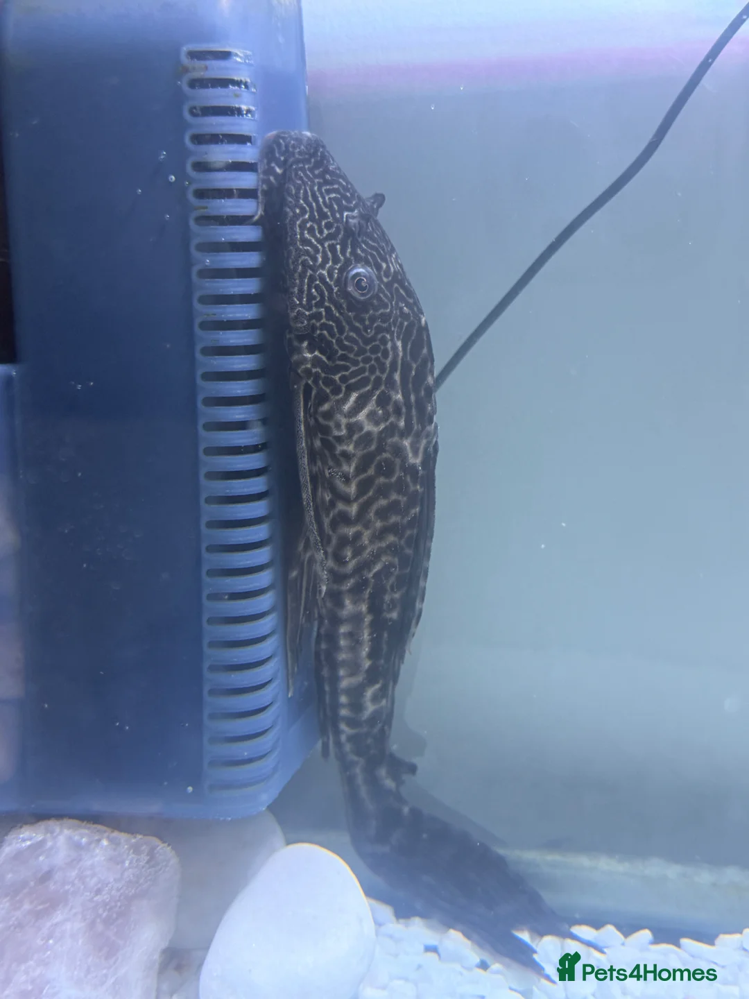 Plecos fish for sale: pleco fish urgently rehome - Advert 5