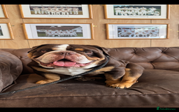 English Bulldog dogs for sale: Beautiful 2 year old male English bulldog  - Image 1