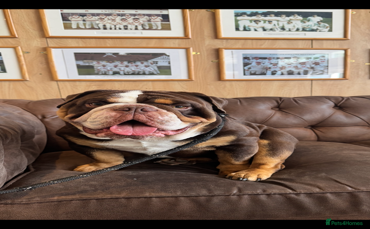 English Bulldog dogs - Advert 1