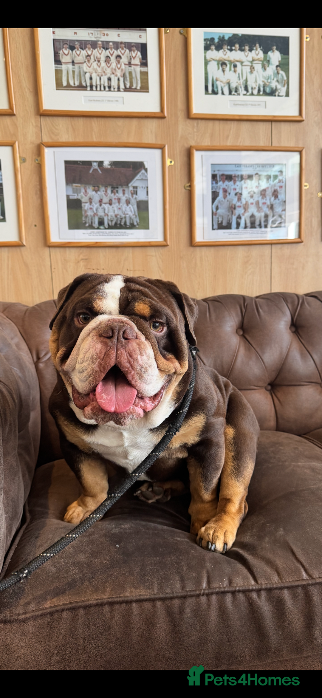 English Bulldog dogs for sale: Beautiful 2 year old male English bulldog  - Image 1