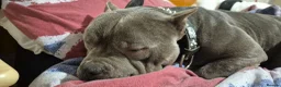 American Bulldog dogs for sale: American Bulldog For Rehoming in Evesham - Advert 7