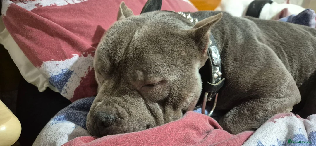 American Bulldog dogs for sale: American Bulldog For Rehoming in Evesham - Advert 7