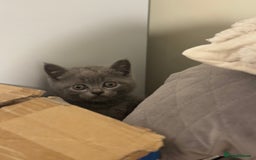 Scottish Fold cats for sale: Amazing Kittens Waiting for You! Just 2 left🥰 - Image 25