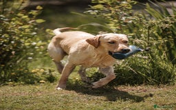 Labrador Retriever dogs for stud: KC reg Labrador for Stud - Image 2