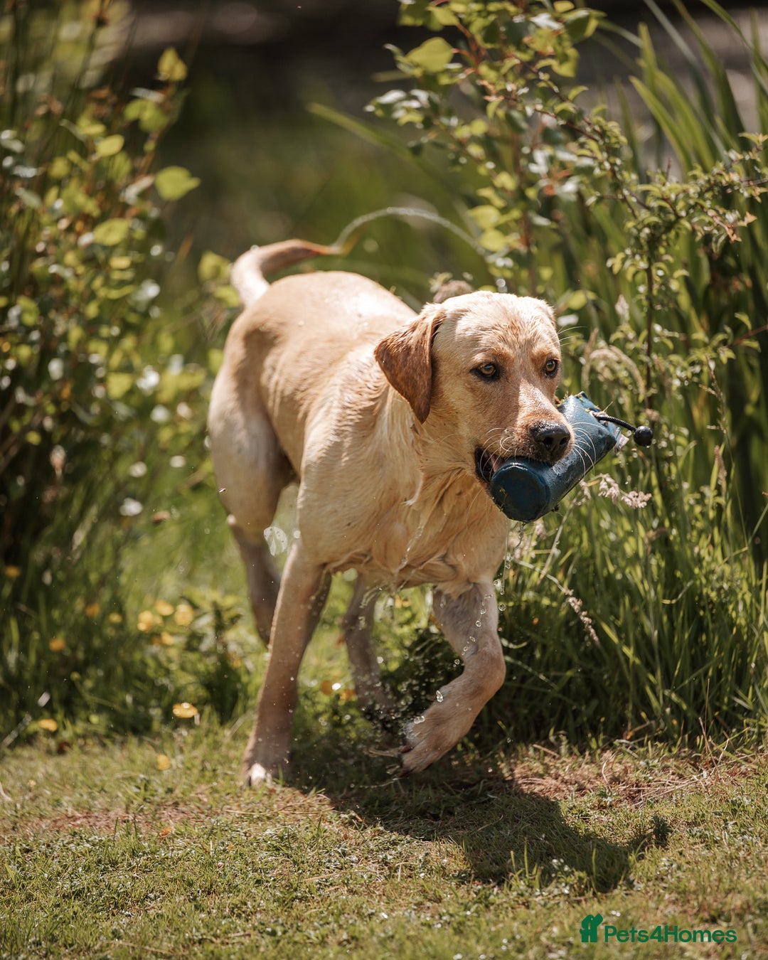 Labrador Retriever dogs for stud: KC reg Labrador for Stud - Image 2