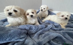 Maltipoo dogs for sale: 🐾 maltipoo puppy’s 🐾 - Image 9
