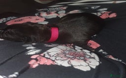 Staffordshire Bull Terrier dogs for sale: Staffordshire Bull Terrior Pups - 9 in total. - Image 10