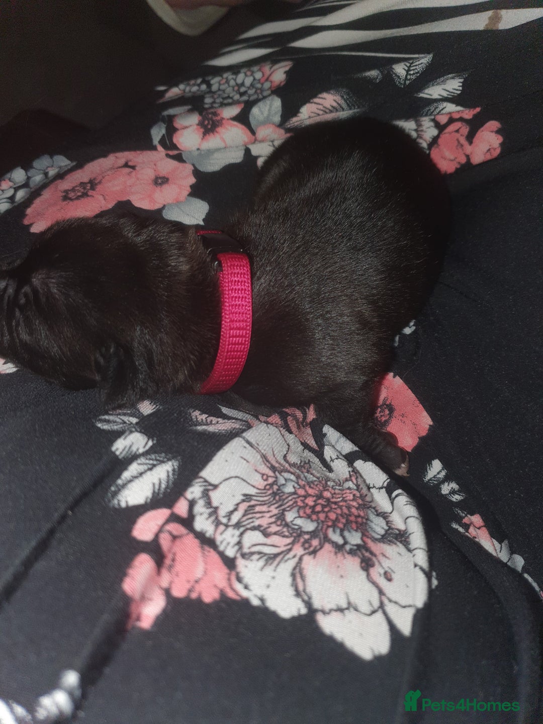 Staffordshire Bull Terrier dogs for sale: Staffordshire Bull Terrior Pups - 9 in total. - Image 10