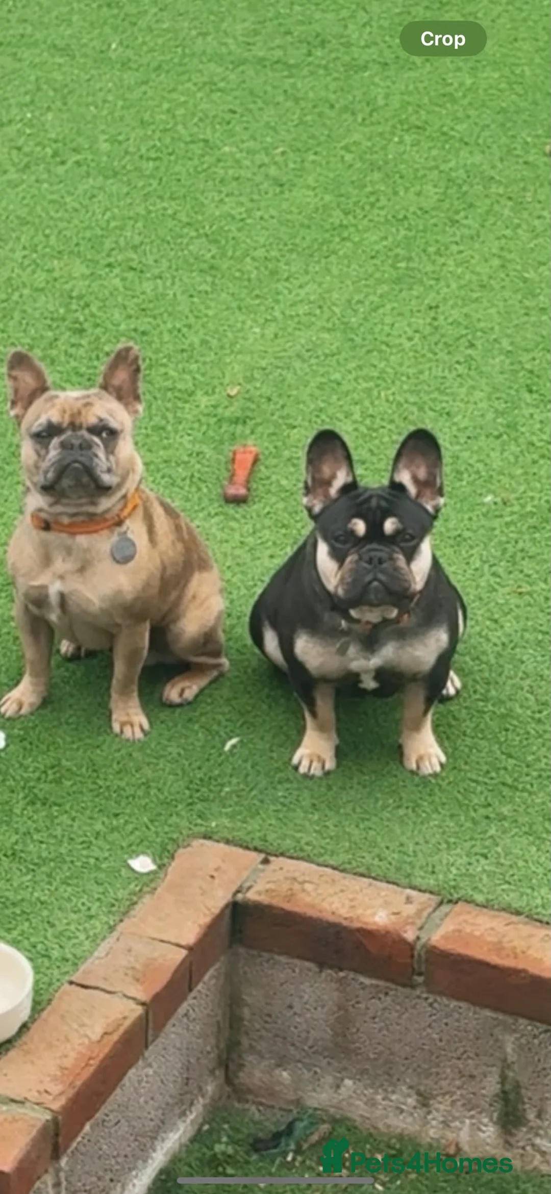 French Bulldog dogs for sale: Beautiful coloured litter - Advert 1