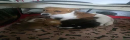Jack Russell dogs for sale: Jack Russell  in Northampton - Advert 1
