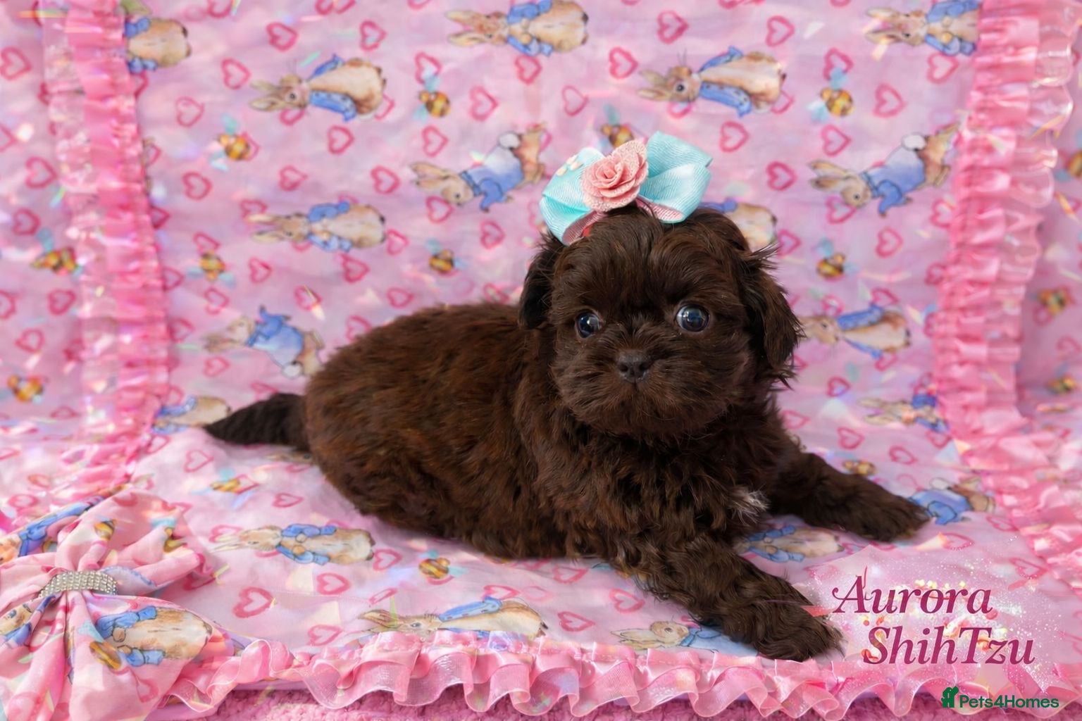 Shih Tzu dogs Kennel Club DNA tested shihtzu pups 🤎🖤 - Advert 1