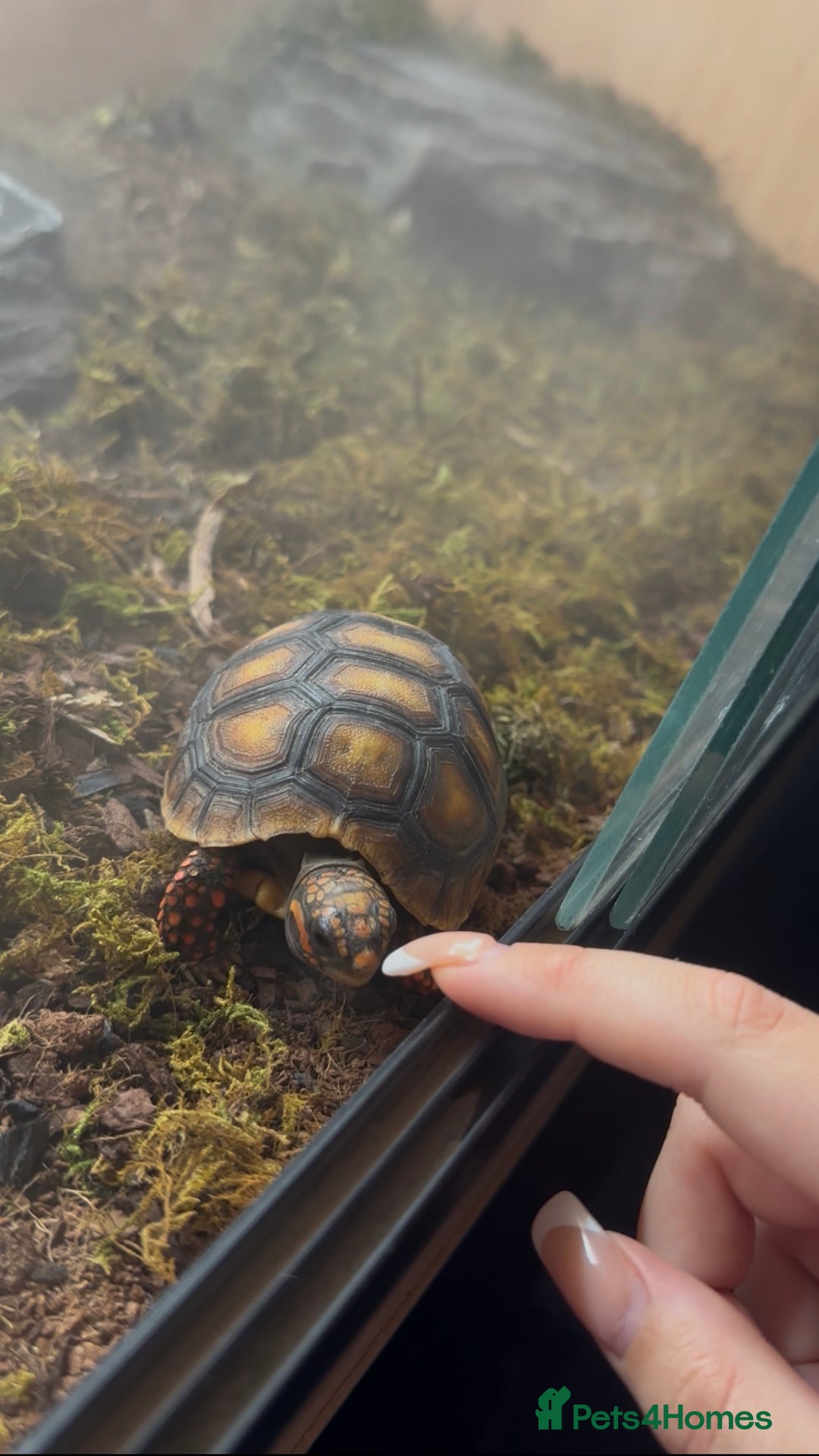 Tortoise reptiles for sale: Redfoot tortoise for rehoming - Advert 1