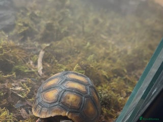 Tortoise reptiles Redfoot tortoise for rehoming - Advert 2
