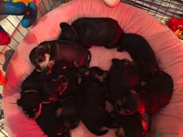 Miniature Schnauzer dogs Charming Mini Schnauzers with KC registration - Advert 2