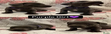 Purple girl 