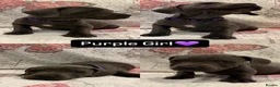 Staffordshire Bull Terrier dogs for sale: 6 Blue Staffordshire Bull Terrier Puppies  - Advert 10