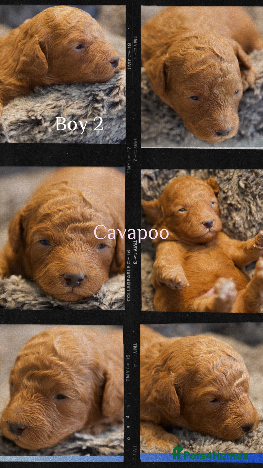 Cavapoo dogs for sale: Gorgeous F1B Fox Red Cavapoo Puppies - Image 22