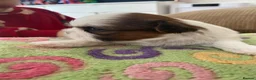 Shih Tzu dogs for sale: ** 2 Beautiful Shihtzu Girl Available  ** in Cambridge - Advert 7