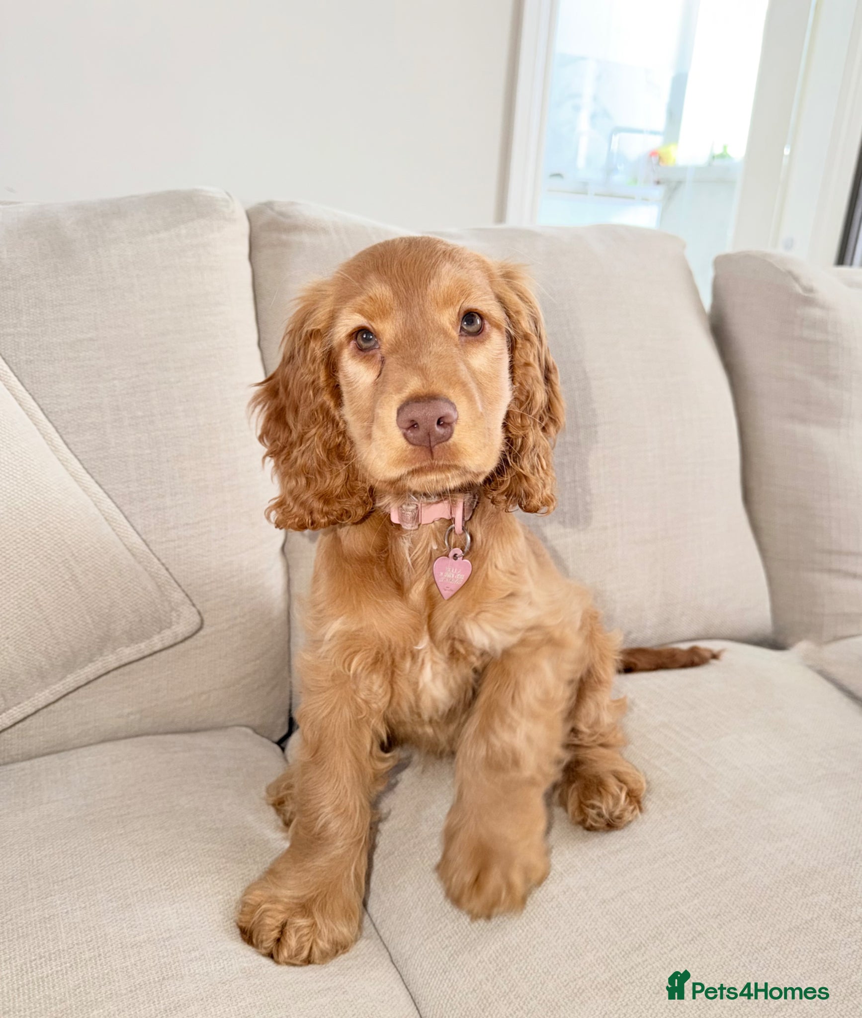 Cocker Spaniel dogs Kc reg show cocker spaniel  - Advert 3