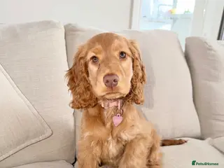 Cocker Spaniel dogs Kc reg show cocker spaniel - Advert 1