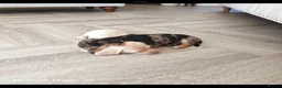 Jackshund dogs for sale: Beautiful Dottie looking for a forever home. - Advert 5