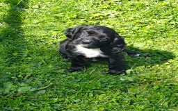 Cocker Spaniel dogs for sale: KC fully Health Tested Working Cocker Spaniels  - Image 6