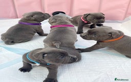 Staffordshire Bull Terrier dogs for sale: SIMPLY STUNNING COI 5.8% - Image 8