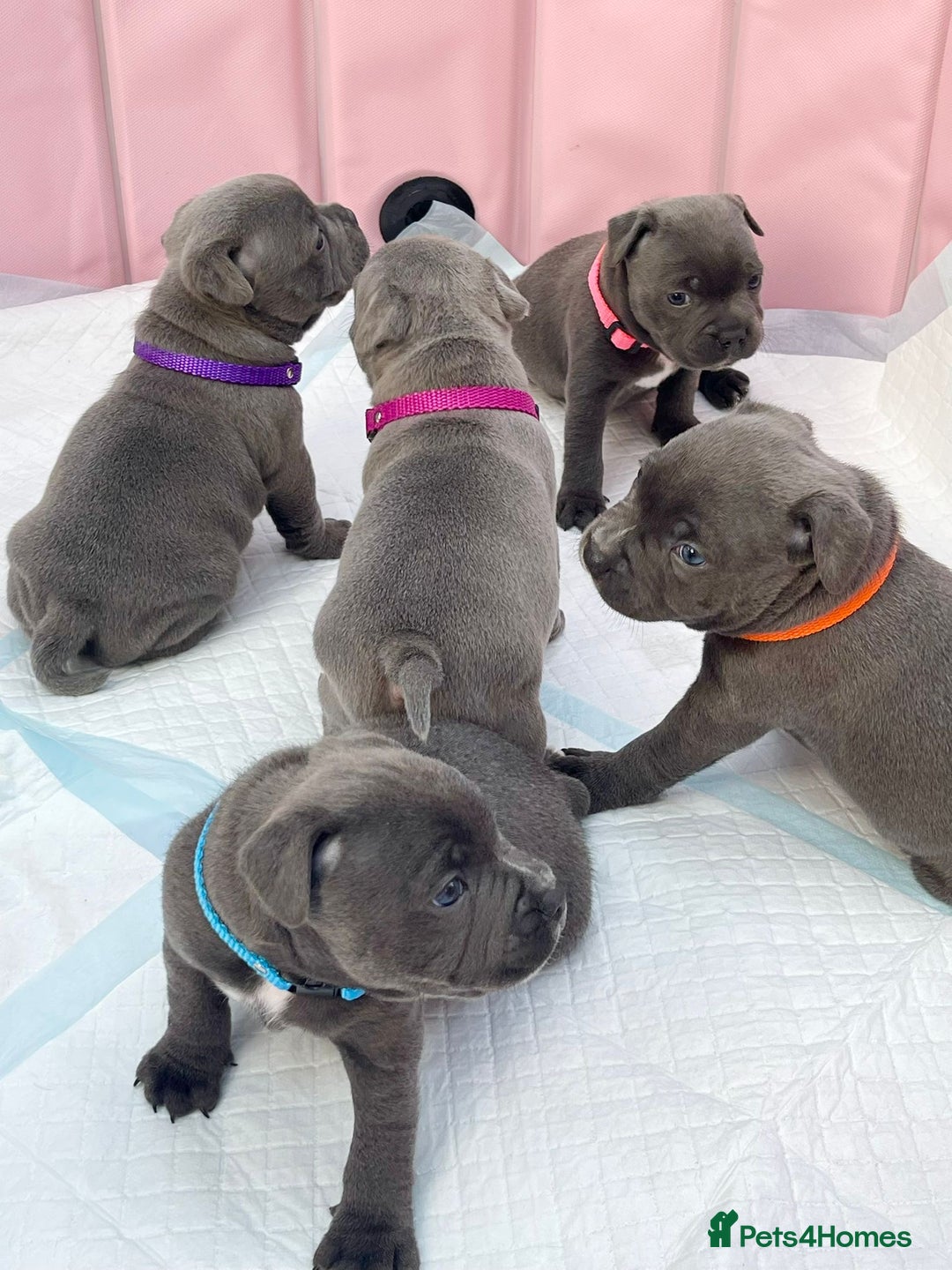Staffordshire Bull Terrier dogs for sale: SIMPLY STUNNING COI 5.8% - Image 8