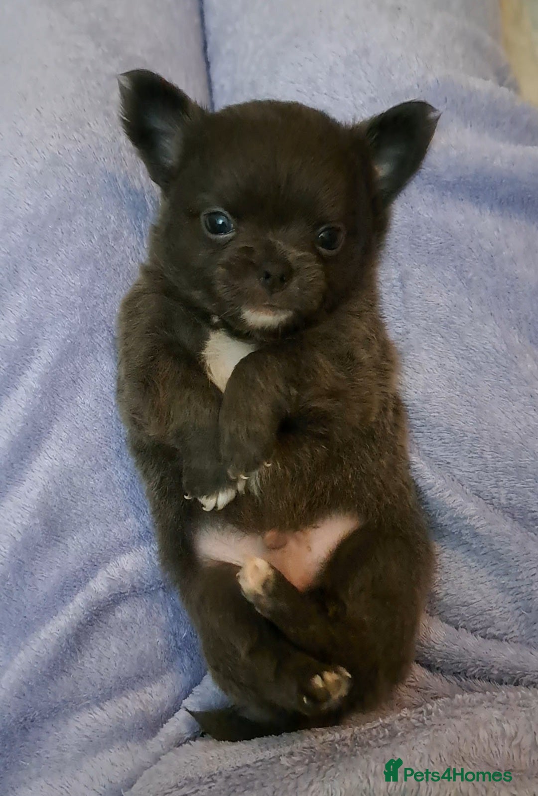 Chihuahua dogs Long Coat Chihuahua Puppies for Sale - Advert 9