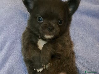 Chihuahua dogs Long Coat Chihuahua Puppies for Sale - Advert 9