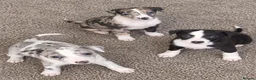 Italian Greyhound dogs for sale: Italian greyhound x whippet - Advert 12