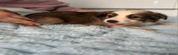 Border Collie dogs for sale: Border collie pups in Southampton - Advert 5