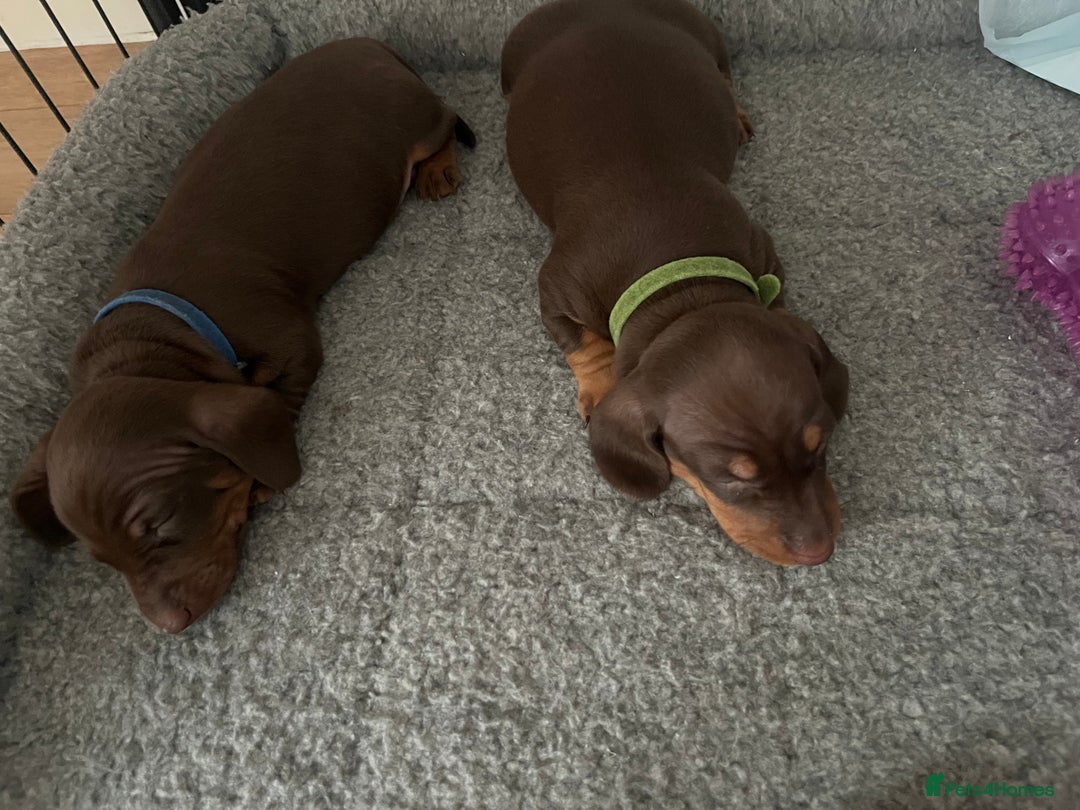 Miniature Dachshund dogs for sale: 2 beautiful miniature dachshunds  - Image 12