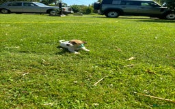 Jack Russell dogs for sale: Jack Russell Puppies - Litter of 7 - Image 11