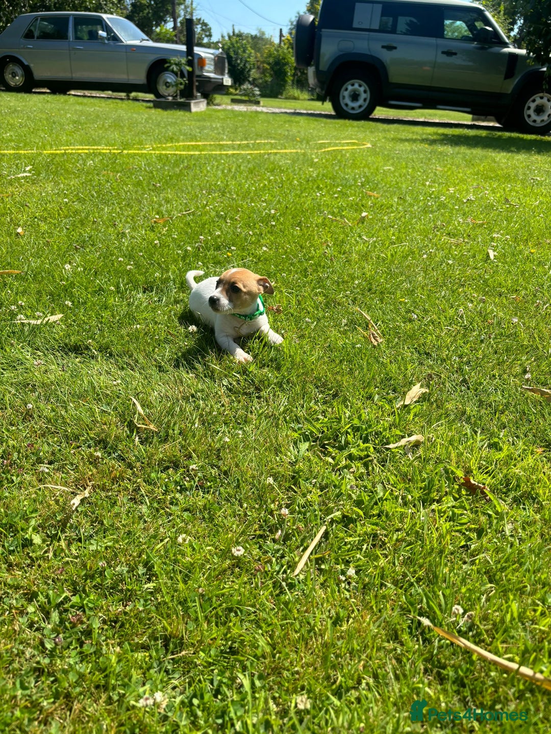 Jack Russell dogs for sale: Jack Russell Puppies - Litter of 7 - Image 11