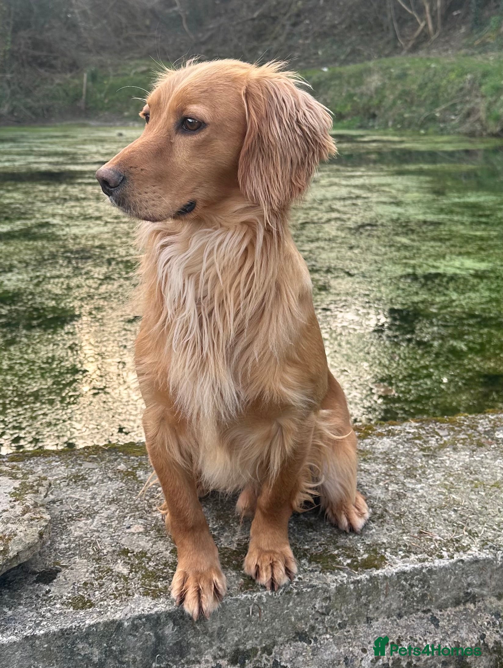 Cocker Spaniel dogs KC Registered & Health Tested, Fantastic Pedigree in Colwyn Bay - Advert 20