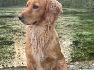 Cocker Spaniel dogs in Colwyn Bay - Advert 5