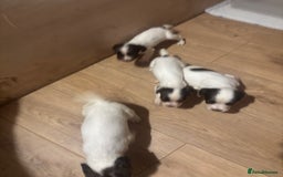 English Springer Spaniel dogs for sale: 7 springer spaniel puppies. Both parents working - Advert 7