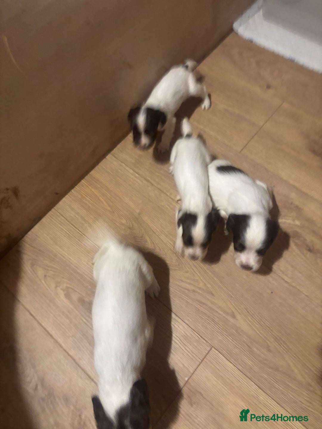 English Springer Spaniel dogs for sale: 7 springer spaniel puppies. Both parents working - Advert 7