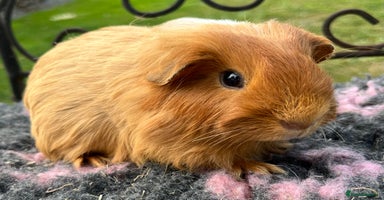Guinea Pig rodents - Advert 15