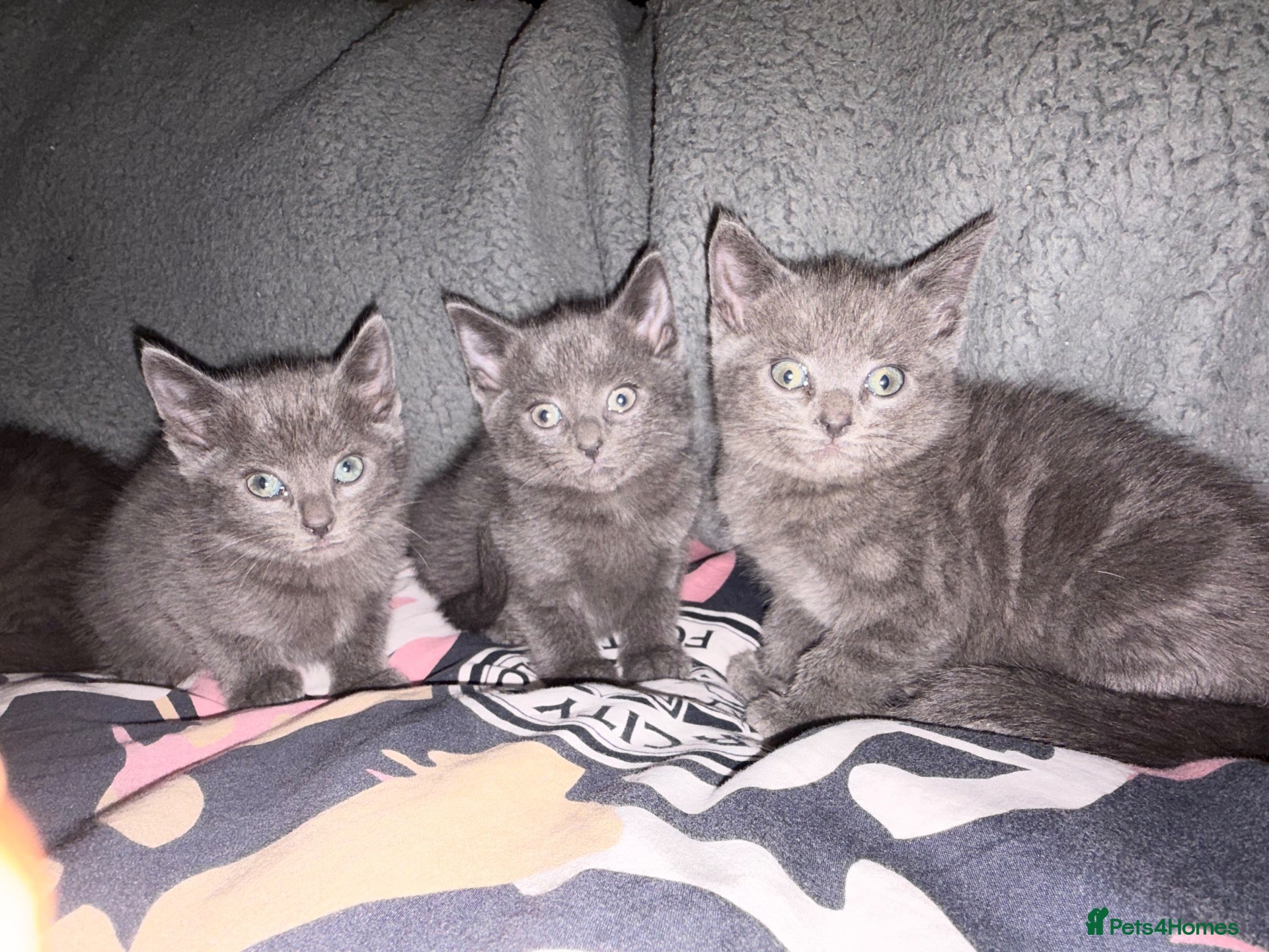 Russian Blue cats Four beautiful Russian blue kittens ❤️ - Advert 1