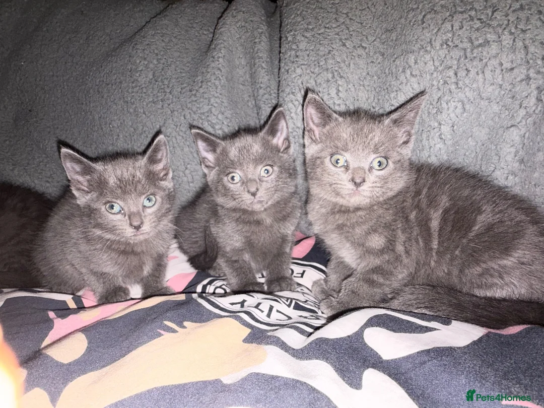Russian Blue cats for sale: Four beautiful Russian blue kittens ❤️ - Advert 1